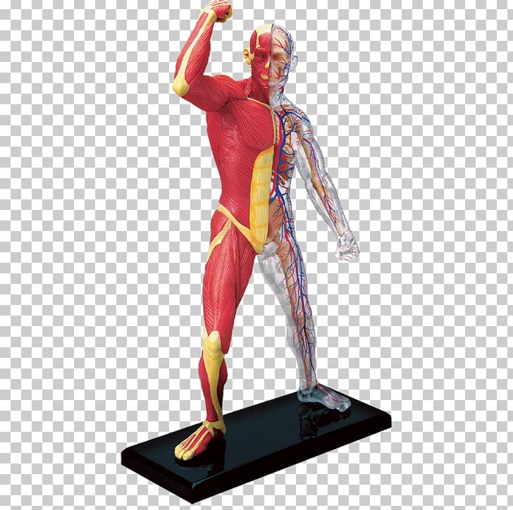 Human Body Human Anatomy Human Skeleton Muscle PNG, Clipart, 4 D, Action Figure, Anatomy, Ear, Fictional Character Free PNG Download