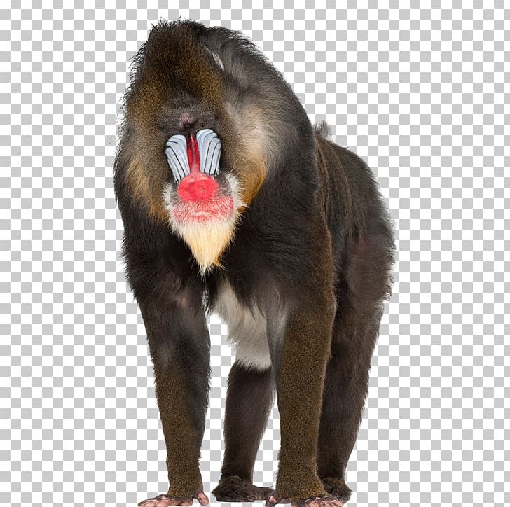Mandrill Baboons Primate Macaque Monkey PNG, Clipart, Animal, Animals, Ape, Baboons, Cercopithecidae Free PNG Download