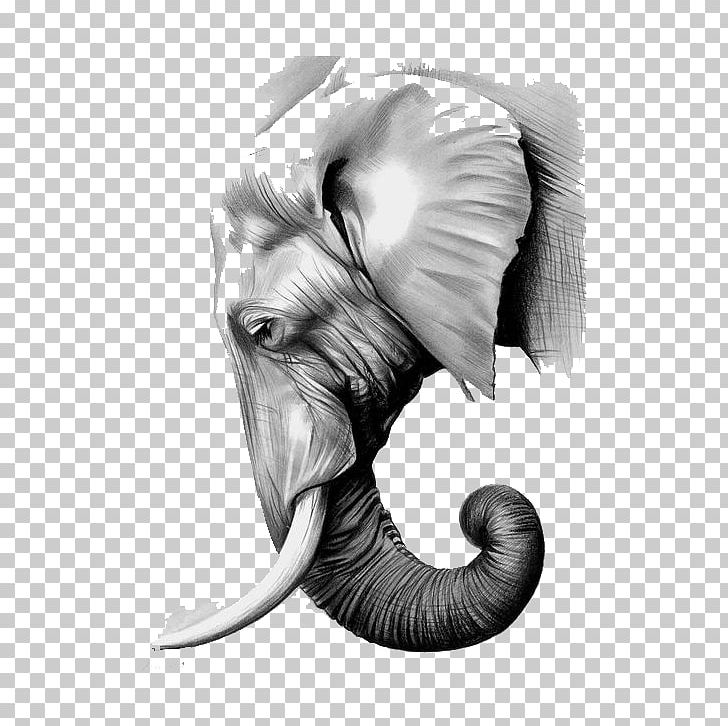 The Elephants Paper Asian Elephant Graphite PNG, Clipart, Animal, Animals, Background White, Black White, Face Free PNG Download