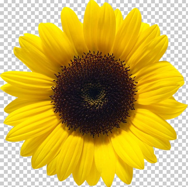 Common Sunflower Sunflower Seed Computer Icons PNG, Clipart, Annual Plant, Clip Art, Common Sunflower, Computer Icons, Daisy Family Free PNG Download
