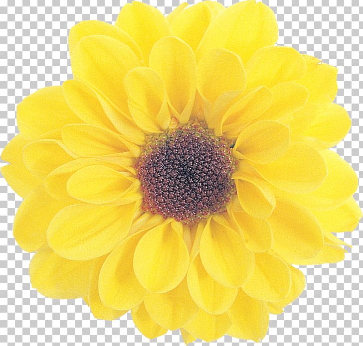Flower Stock Photography Petal PNG, Clipart, Blume, Chrysanthemum, Chrysanths, Common Daisy, Cut Flowers Free PNG Download