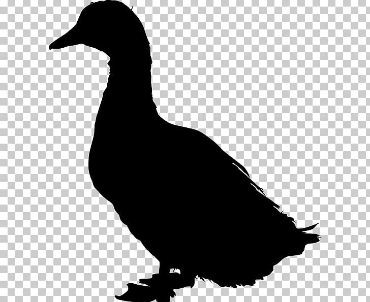 Duck Mallard American Pekin PNG, Clipart, American Pekin, Anatidae, Animals, Anseriformes, Beak Free PNG Download