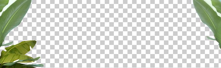 Leaf Plant Stem Alternative Health Services Medicine Pattern PNG
