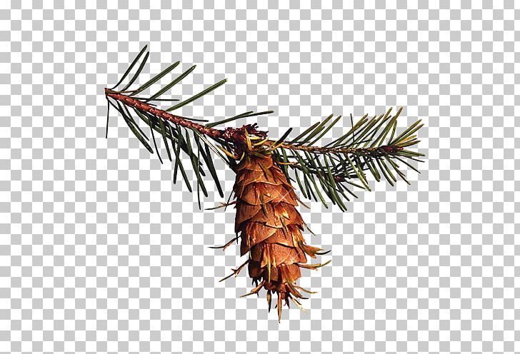 Pine Spruce Conifer Cone PNG, Clipart, Branch, Christmas, Christmas Decoration, Christmas Frame, Christmas Lights Free PNG Download