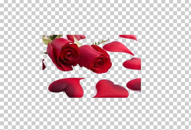 Valentines Day Heart Rose Flower Gift PNG, Clipart, Anniversary, Atmosphere, Feel, Health Vector, Love Free PNG Download