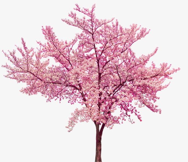 Beautiful Cherry Tree PNG, Clipart, Backgrounds, Beautiful, Beautiful Clipart, Beauty In Nature, Blossom Free PNG Download