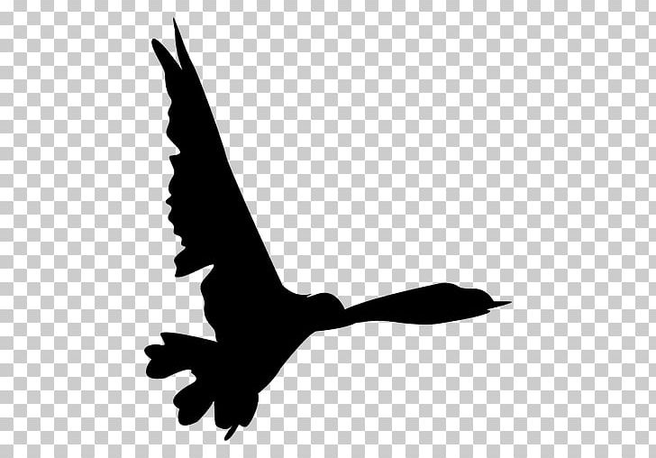 Bird Flight Bird Flight PNG, Clipart, Animal, Animals, Beak, Bird, Bird Flight Free PNG Download