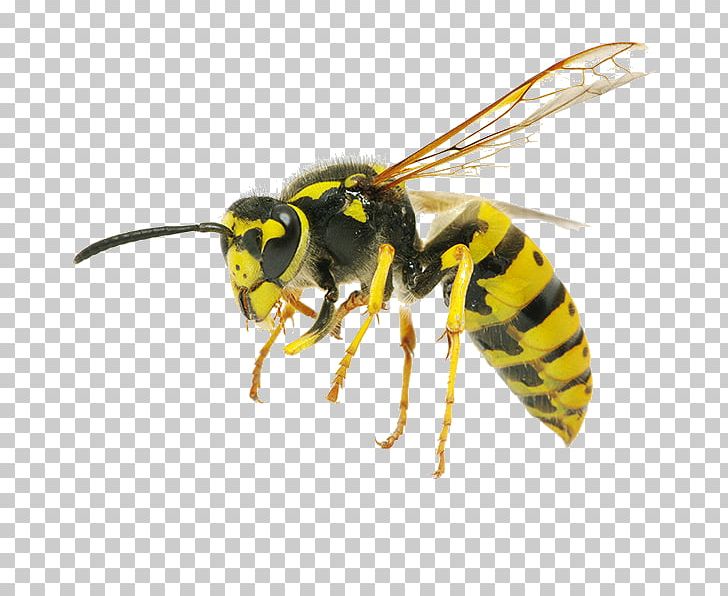 Hornet Bee Insect Wasp Pest Control PNG, Clipart, Arthropod, Bee, Honey Bee, Hornet, Hymenopterans Free PNG Download
