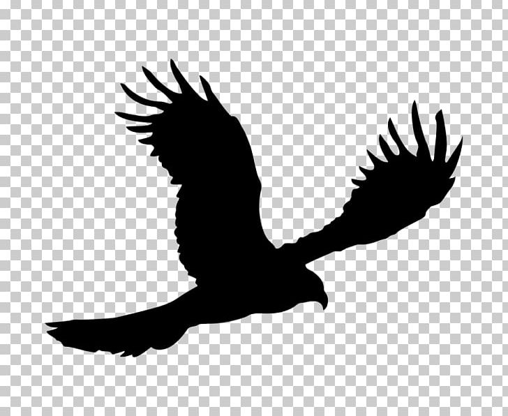 Bald Eagle Silhouette PNG, Clipart, Accipitriformes, Animals, Art, Bald Eagle, Beak Free PNG Download