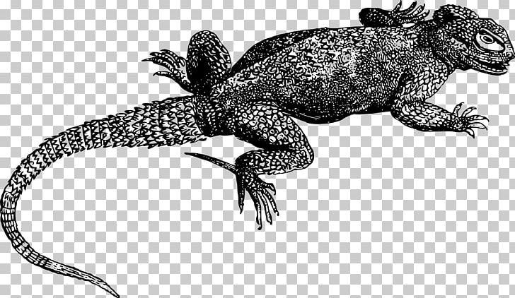 Lizard Reptile Gecko Komodo Dragon Chameleons PNG, Clipart, Agama, Agamidae, Amphibian, Animal Figure, Animals Free PNG Download