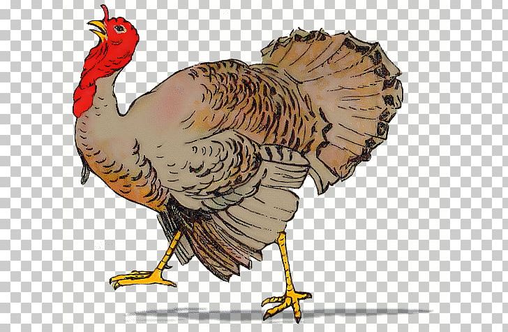 Black Turkey Pilgrim PNG, Clipart, Animal Slaughter, Beak, Bird, Black Turkey, Blog Free PNG Download