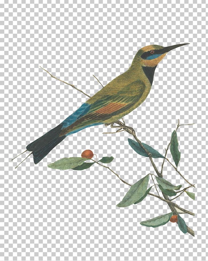 Mountain Bee Eater.Lewin PNG, Clipart, Art, Artist, Beak, Bird, Birds Free PNG Download
