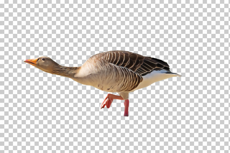 Goose Duck Birds Swans Beak PNG, Clipart, Beak, Birds, Cartoon, Cygnini, Duck Free PNG Download