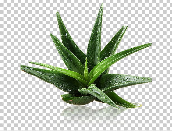 Aloe Vera Skin Extract Health Plant PNG, Clipart, Aloe, Aloe Vera, Exfoliation, Extract, Flowerpot Free PNG Download