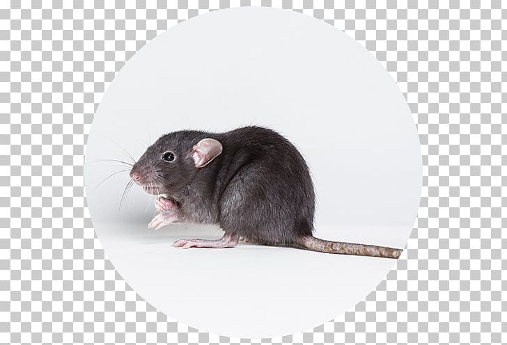 Brown Rat Black Rat Mouse Rodent Pest Control PNG, Clipart, Black Rat, Brown Rat, Dormouse, Exterminator, Fauna Free PNG Download