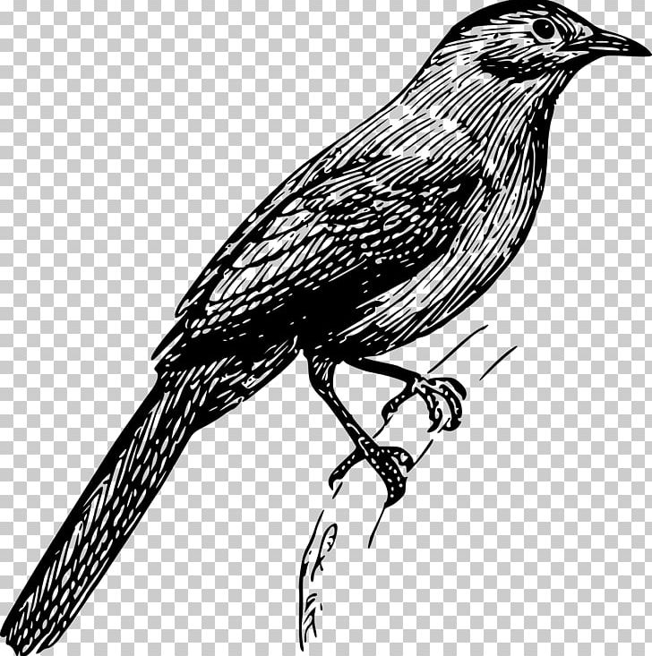 Gin PNG, Clipart, American Crow, Animals, Beak, Bird, Black And White Free PNG Download