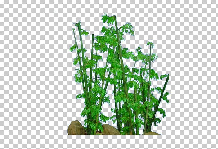 Bamboo Bamboe PNG, Clipart, 104, Bamboe, Bamboo, Bamboo Border, Bamboo Frame Free PNG Download
