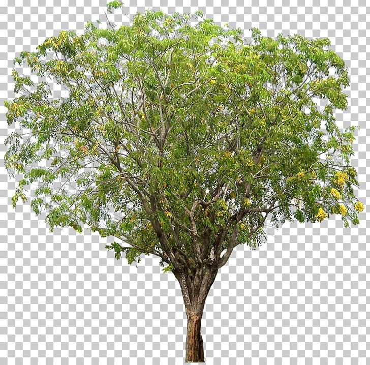 Narra Tree Dalbergieae Woody Plant PNG, Clipart, Arecaceae, Branch, Dalbergieae, Faboideae, Legumes Free PNG Download