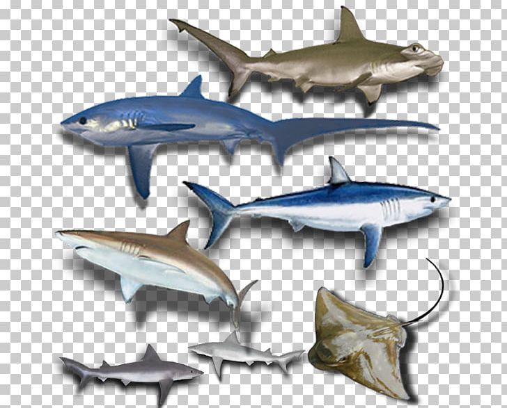 Squaliformes Fish Chondrichthyes Batoidea Gummy Shark PNG, Clipart, Animals, Batoidea, Billfish, Broadnose Sevengill Shark, Cartilaginous Fish Free PNG Download