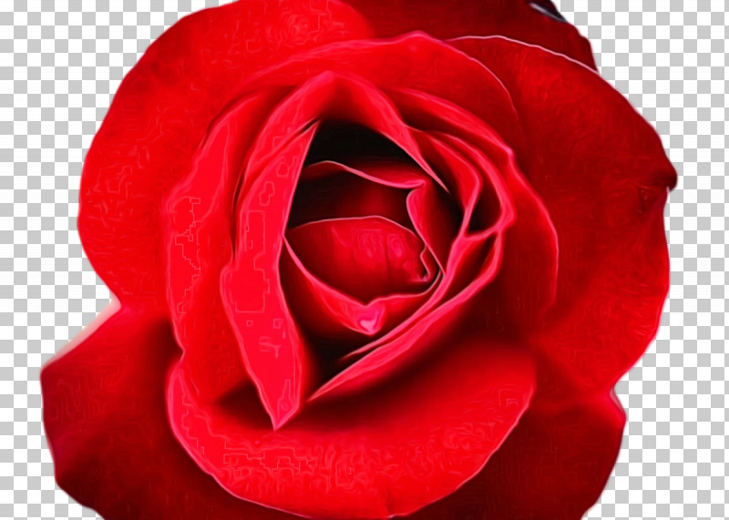 Garden Roses PNG, Clipart, Cabbage Rose, Closeup, Cut Flowers, Floribunda, Flower Free PNG Download