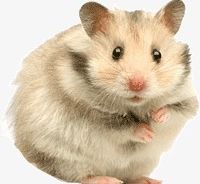 Hamsters PNG, Clipart, Animals, Cute, Cute Animals, Hamsters Clipart, Little Free PNG Download