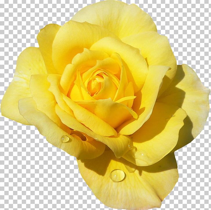 Rosa 'Mister Lincoln' Garden Roses Flower Color Hybrid Tea Rose PNG, Clipart, Blue Rose, Color, Color Quantization, Cut Flowers, Floribunda Free PNG Download