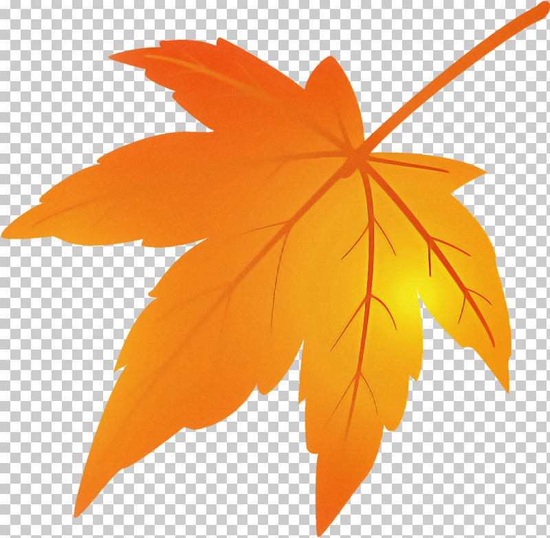 Maple Leaf Fallen Leaf Dead Leaf PNG, Clipart, Autumn Leaf, Black Maple, Dead Leaf, Deciduous, Fallen Leaf Free PNG Download