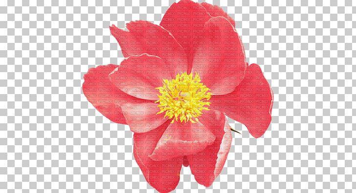 Flower Raster Graphics PNG, Clipart, Camellia, Cicek, Cicek Resimleri, Computer Graphics, Drawing Free PNG Download