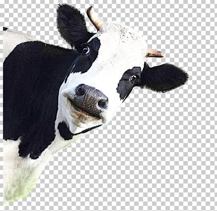 Holstein Friesian Cattle Milk Jersey Cattle White Park Cattle Dexter Cattle PNG, Clipart, Calf, Cattle, Cattle Like Mammal, Cow Goat Family, Dairy Free PNG Download