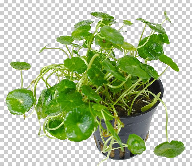 Spring Greens Spinach Herb Flowerpot Leaf Vegetable PNG, Clipart, Flowerpot, Herb, Leaf Vegetable, Others, Plant Free PNG Download