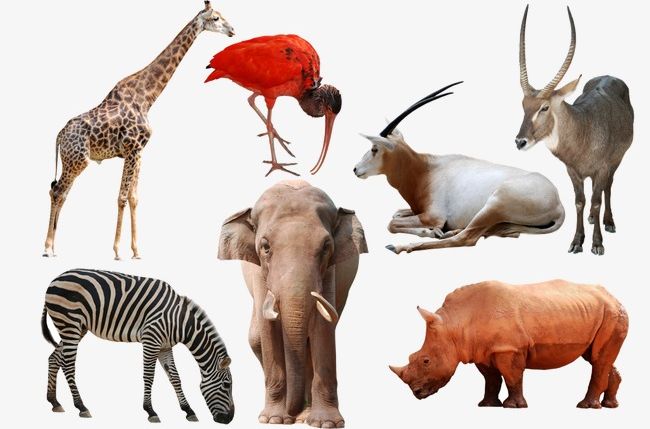 Wild Animals PNG, Clipart, Africa, Animal, Animals Clipart, Animals In The Wild, Animal Themes Free PNG Download