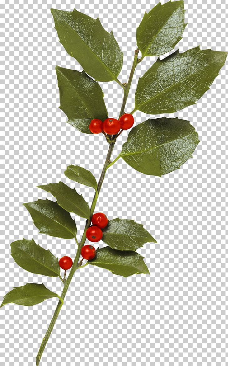 Berry PNG, Clipart, Advertising, Aquifoliaceae, Aquifoliales, Auglis, Berry Free PNG Download