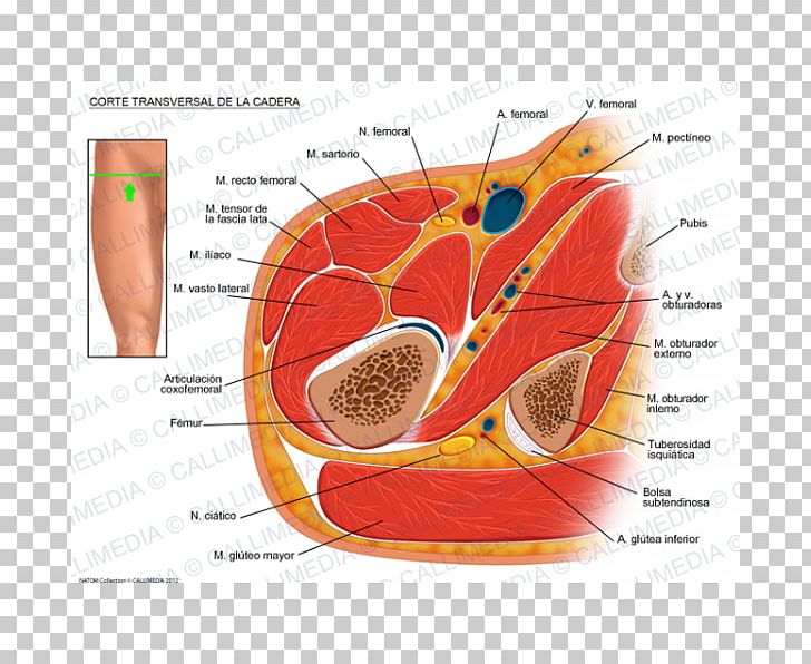 abdominal wall anatomy cross section