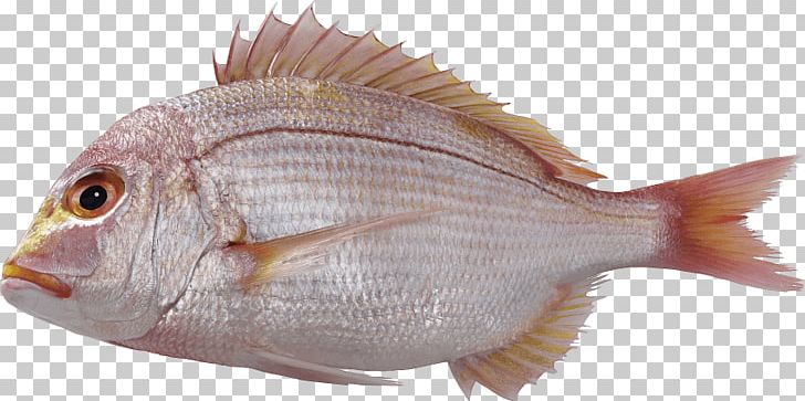 Portable Network Graphics Red Seabream Fish PNG, Clipart, Animals, Animal Source Foods, Computer Icons, Download, Fauna Free PNG Download