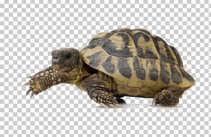 Turtle PNG, Clipart, Turtle Free PNG Download