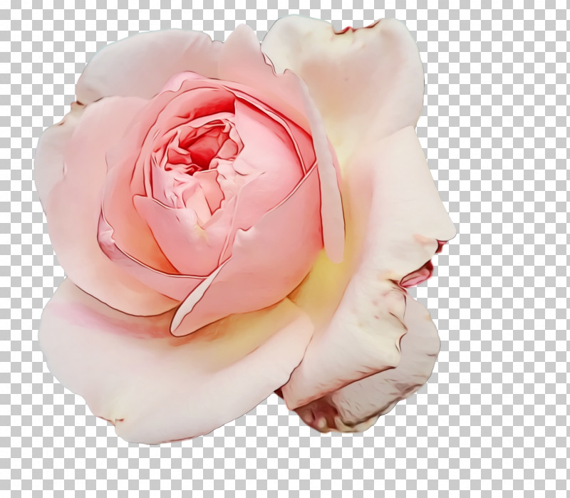 Garden Roses PNG, Clipart, Cabbage Rose, Closeup, Cut Flowers, Flower, Flower Bouquet Free PNG Download