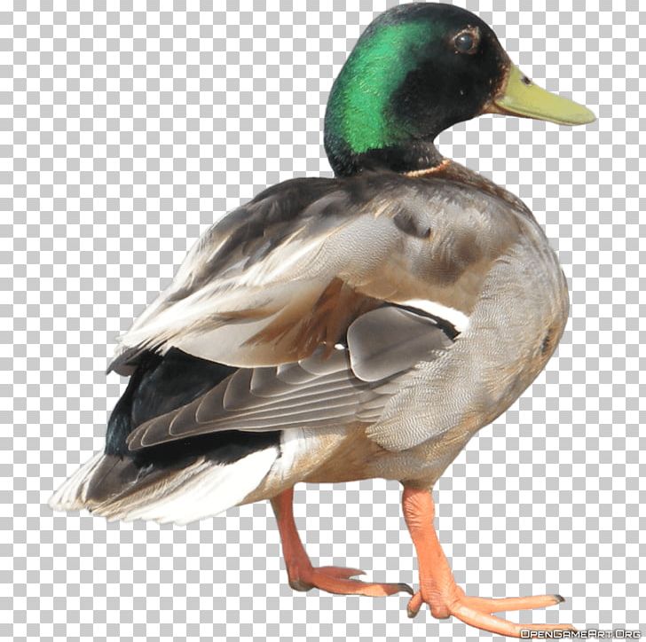 Duck Hunt Donald Duck Donna Duck PNG, Clipart, American Pekin, Animallover, Animals, Beak, Bird Free PNG Download