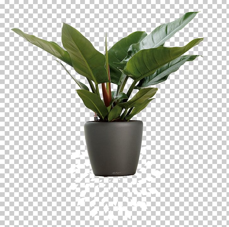 Flowerpot Parrot Houseplant PNG, Clipart, Animals, Ceramic, Container, Cube, Cutting Free PNG Download