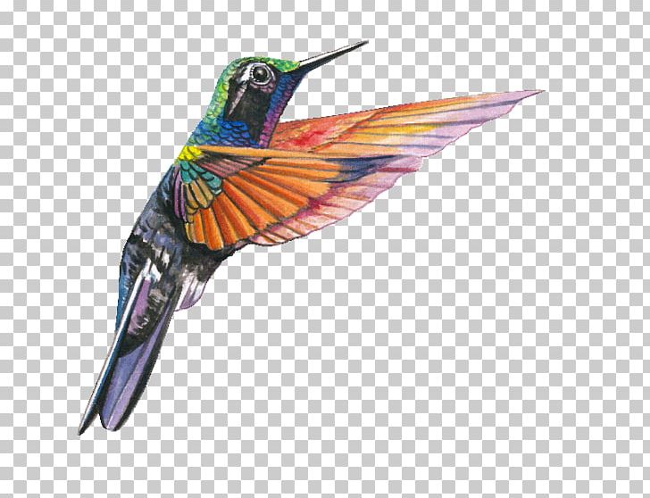 Garnet-throated Hummingbird Lamprolaima Beak PNG, Clipart, Animals, Beak, Bird, Cuculiformes, Evergreen Forest Free PNG Download