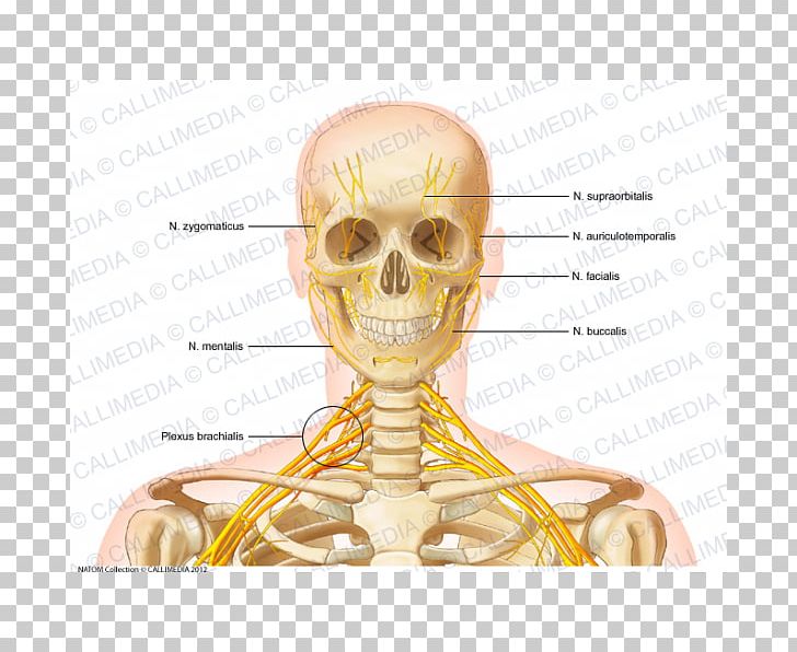 Head And Neck Anatomy Head And Neck Anatomy Bone Human Anatomy Png Clipart Anatomy Bone Ear