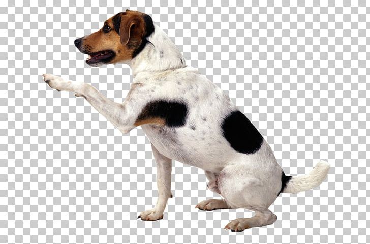 Jack Russell Terrier Puppy Pet Sitting Cat PNG, Clipart, Animals, Cartoon Dog, Companion Dog, Cute Dog, Danish Swedish Farmdog Free PNG Download