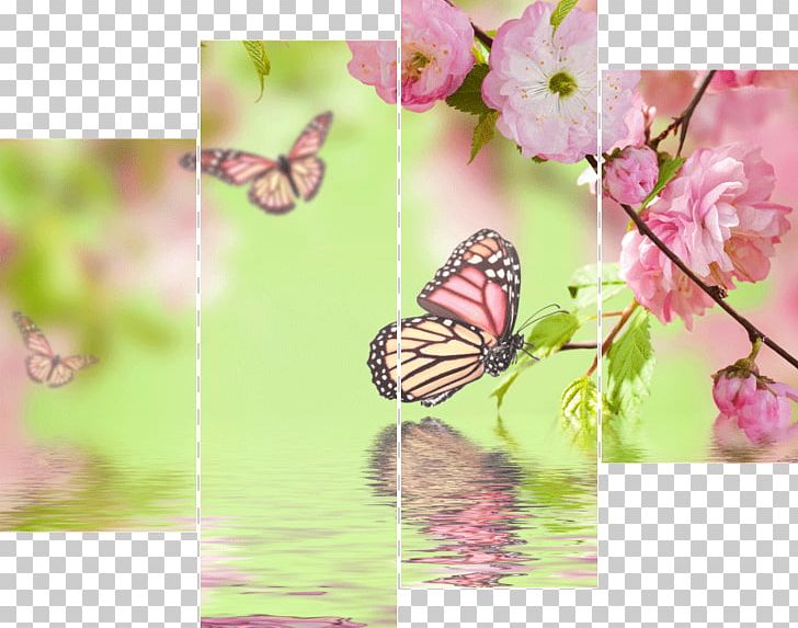 Stock Photography Flower Cherry Blossom Prunus Serrulata PNG, Clipart, Blossom, Brush Footed Butterfly, Butterfly, Can Stock Photo, Flower Free PNG Download