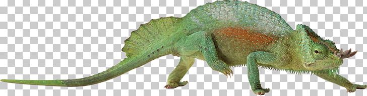 Lizard Chameleons Reptile Common Iguanas PNG, Clipart, Animal Figure, Animals, Chameleons, Common, Common Iguanas Free PNG Download