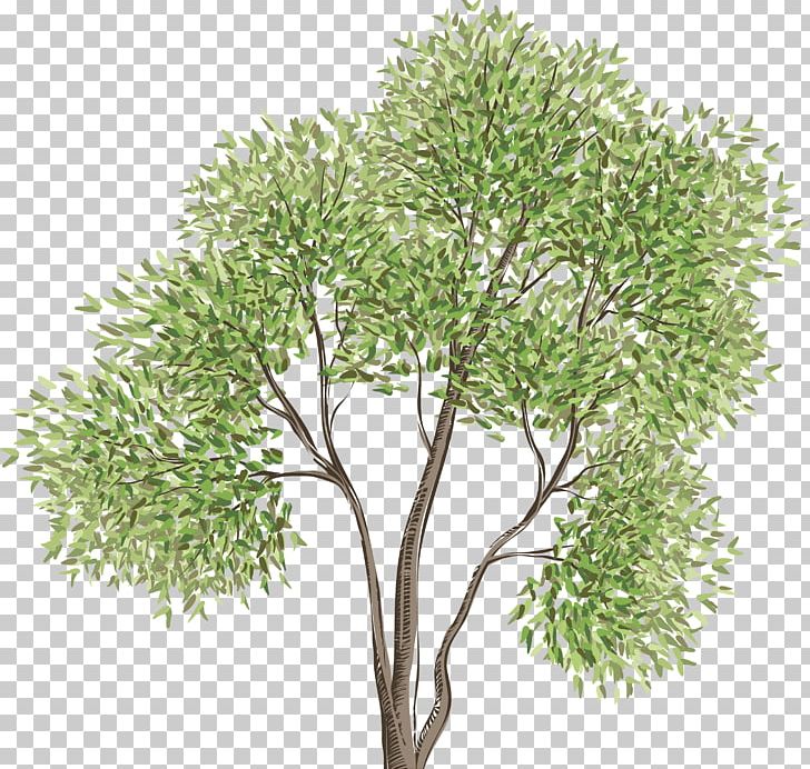 Tree Photography PNG, Clipart, Art, Bonsai, Branch, Flowerpot, Graphic Design Free PNG Download