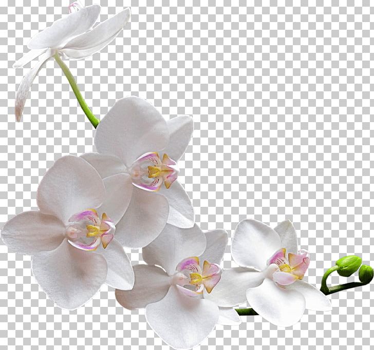 White Orchid PNG, Clipart, Flowers, Nature, Orchid Free PNG Download