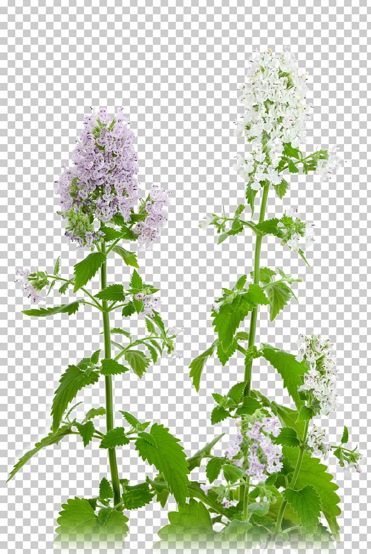 Catnip Plant Thermotropism Herb PNG, Clipart, Bulb, Cat, Catmints, Catnip, Drawing Free PNG Download