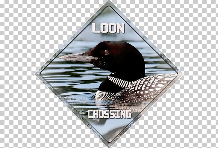 Duck Advertising Loons Refrigerator Magnets Vehicle License Plates PNG, Clipart, Advertising, Aluminium, Animals, Bird, Craft Magnets Free PNG Download