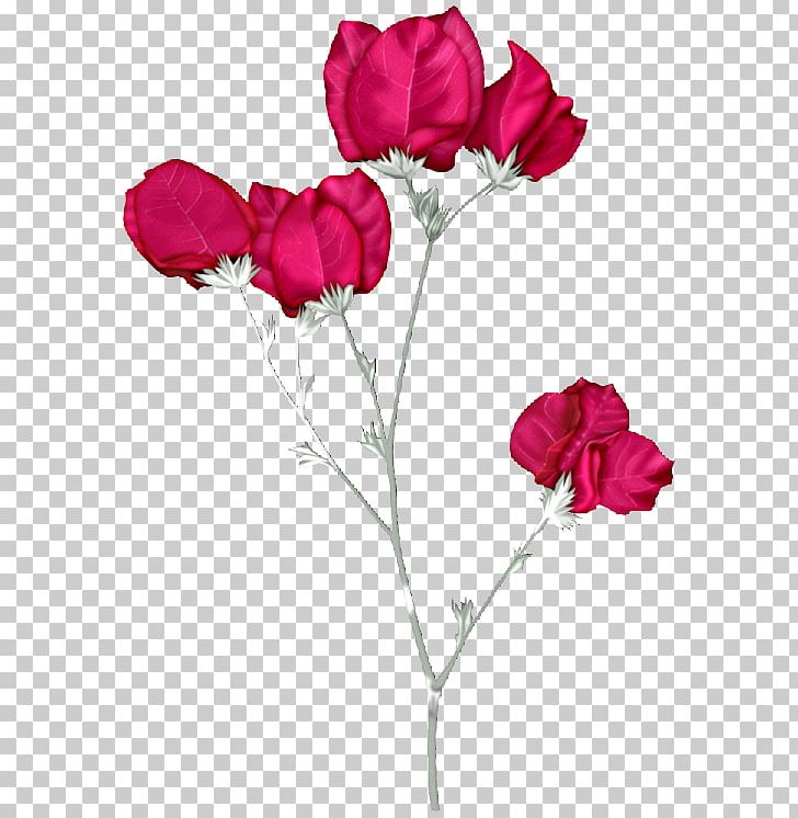Garden Roses Pink Flowers PNG, Clipart, Carnation, Cli, Computer Software, Cut Flowers, Download Free PNG Download