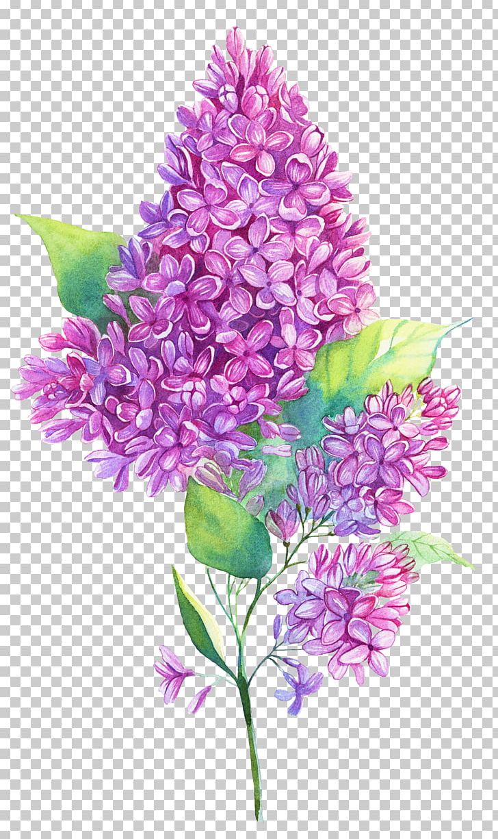 Watercolor Painting Purple Lilac Illustration PNG, Clipart, Cut Flowers, Decoration, Diagram, Floral Design, Flower Free PNG Download