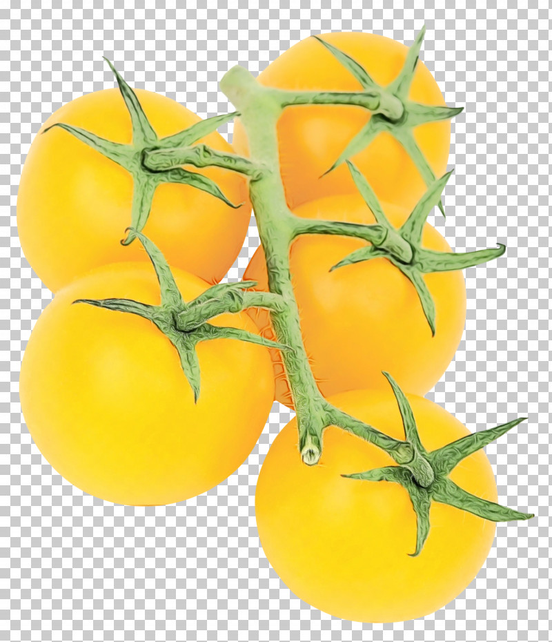 Tomato PNG, Clipart, Apple, Bush Tomato, Cherry Tomatoes, Fruit, Fruit Tray Free PNG Download